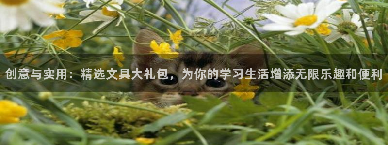 j9九游会入口j9：创意与实用：精选文具